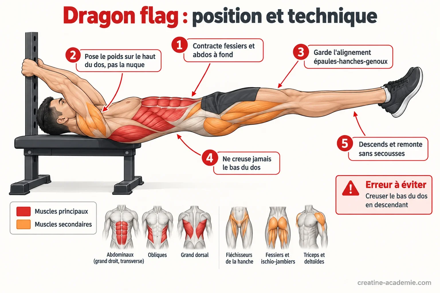 Schéma du dragon flag de profil : corps aligné épaules-hanches-genoux, poids sur le haut du dos, muscles abdominaux et dorsaux ciblés