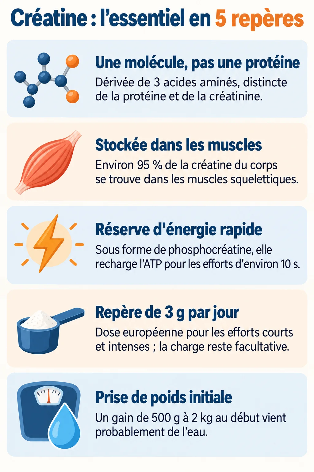 Créatine : l'essentiel en 5 repères : Une molécule, pas une protéine, Stockée dans les muscles, Réserve d'énergie rapide, Repère de 3 g par jour, Prise de poids initiale