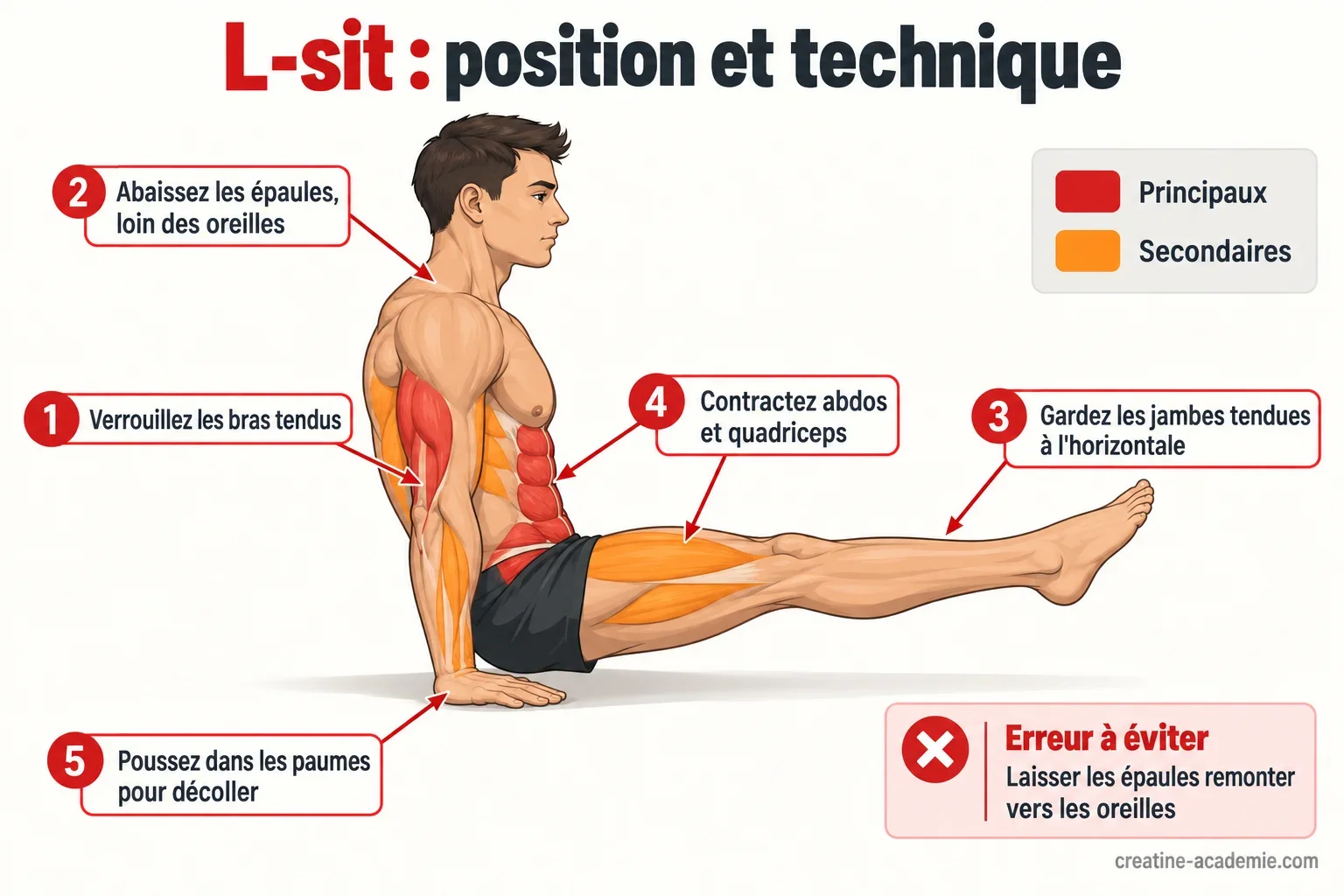 Schéma du L-sit vu de profil : torse vertical, bras verrouillés, jambes tendues à l'horizontale et muscles sollicités
