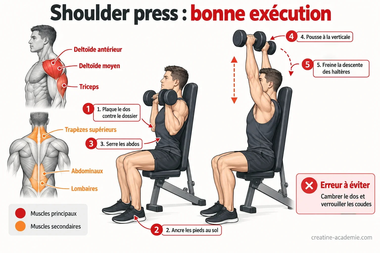 Schéma du shoulder press assis en vue de profil : position, muscles travaillés (deltoïdes, triceps) et points de technique